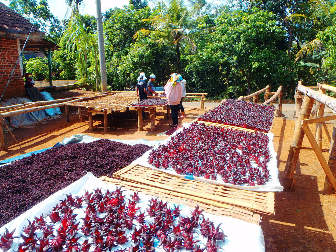 太陽のめぐみたっぷり!赤道直下インドネシア産ロセラティー!
