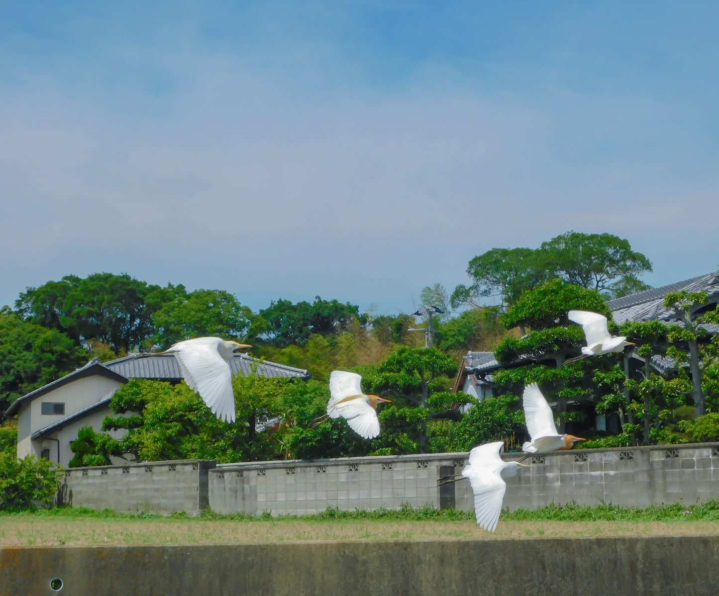 徳島県産 玄米「あけぼの」5kg|木村秋則式自然栽培米【農薬・肥料不使用】【送料無料】