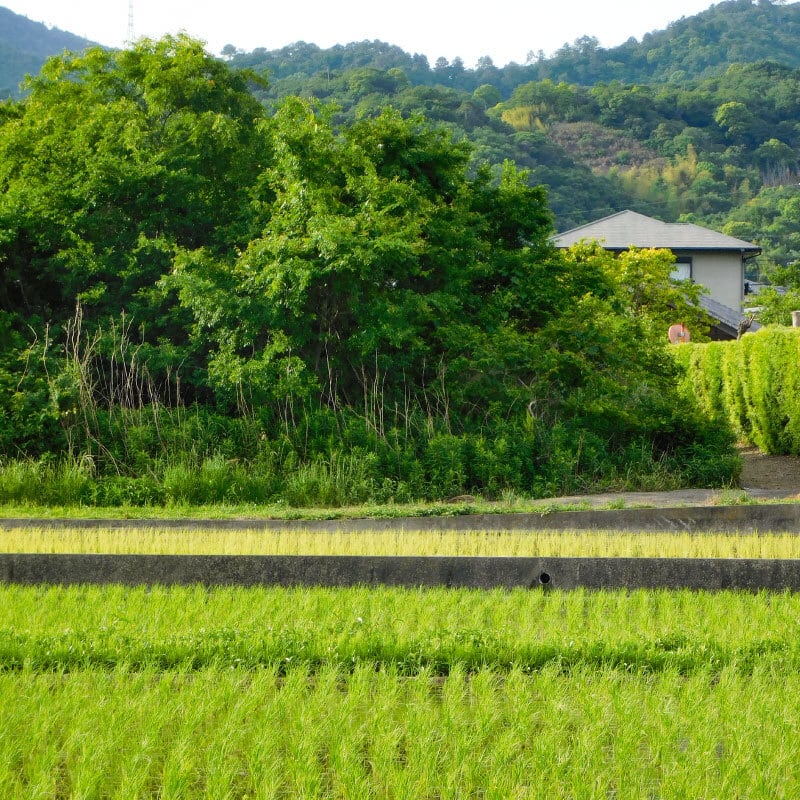 徳島県産 玄米「あけぼの」5kg|木村秋則式自然栽培米【農薬・肥料不使用】【送料無料】