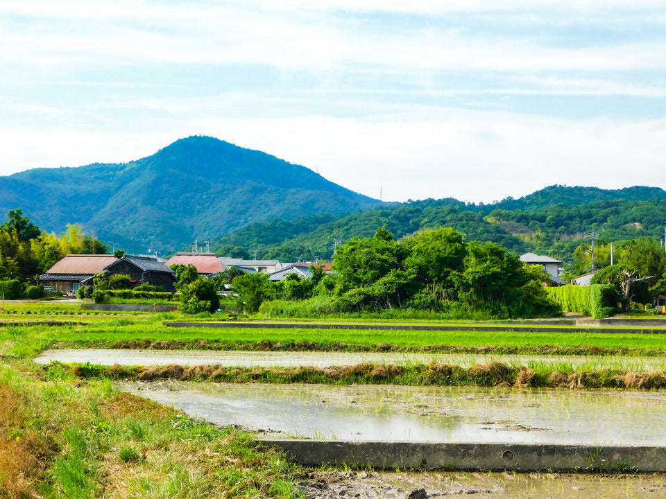 【いよいよ入荷！】新潟県産自然栽培米「あけぼの」