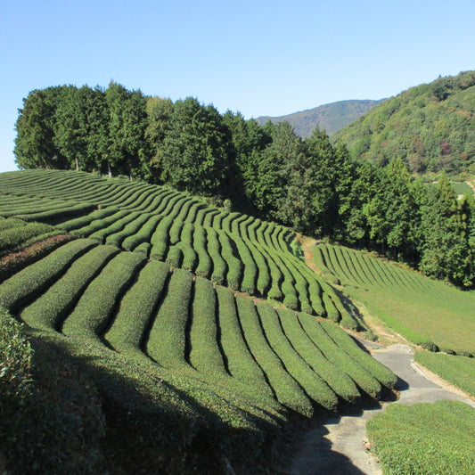 農薬不使用の茶葉から造られた、ほうじ茶。