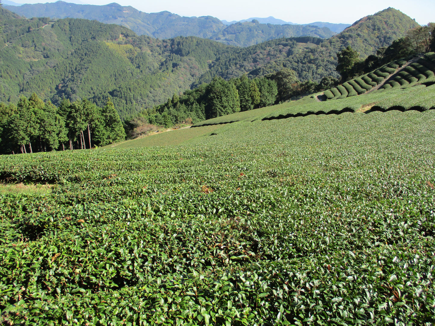 静岡県産 煎茶 100g｜自然と人をつなぐお茶【農薬・肥料不使用】【送料無料】