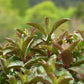 Organic Japanese Mint Tea 10 tea bags｜from Yamanashi Prefecture [Pesticide-Free & Fertilizer-Free] ｜Riteaa