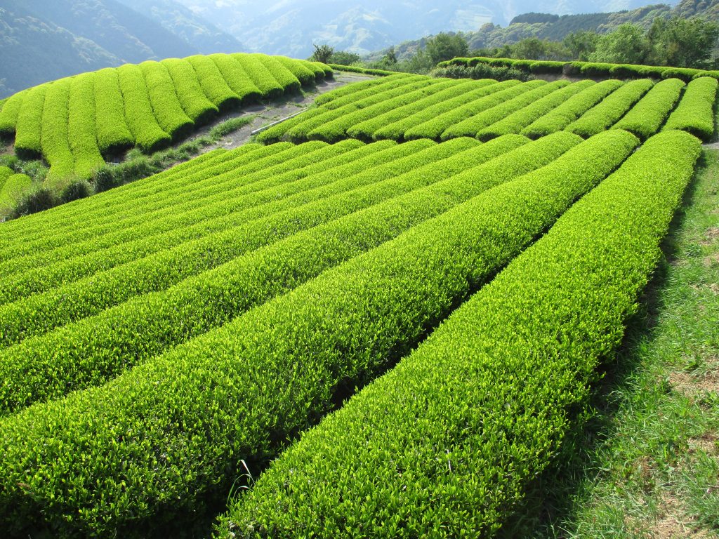 静岡県産 和紅茶 70g｜自然と人をつなぐお茶【農薬・肥料不使用】【送料無料】